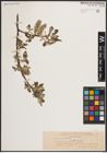 Foto von Salix caprea L.